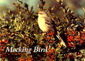 Northern Mockingbird (Mimus Polyglottus)